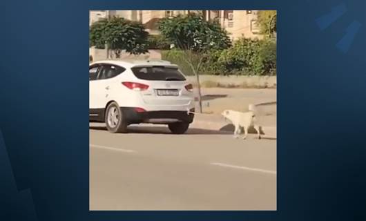 پۆلیسی خانکێ ئەو شۆفێرە دەستگیر دەکات سەگێکی بە ئۆتۆمبێلەکەی راکێشا