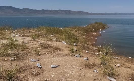 Disease decimates Dukan Lake seagull population