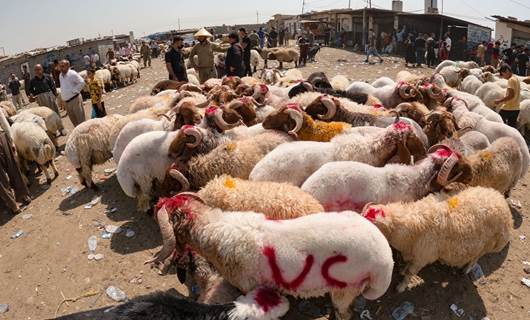 Erbil halts animal imports from Iraq as Congo fever cases surge