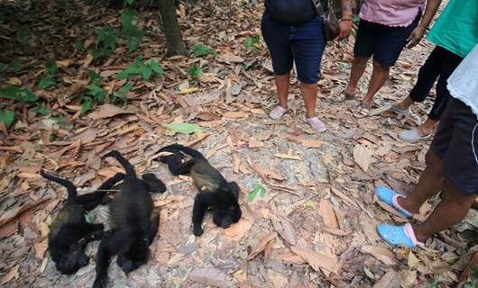 Aşırı sıcaklardan ölen maymunlar ağaçlardan düştü
