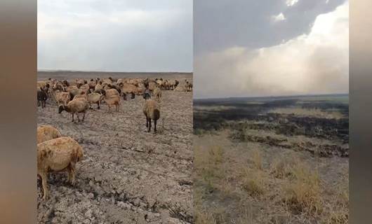 Hundreds of livestock killed in Sulaimani fire