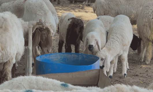 Demand for fresh milk in Zakho too high to meet