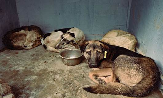 City in Iraq poisons hundreds of stray dogs following attacks on kids