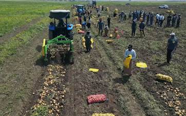 Potato harvest in Duhok province. Photo: Rudaw