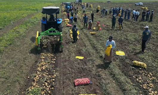 Kurdistan farmers look to grow production, exports of new potato variety